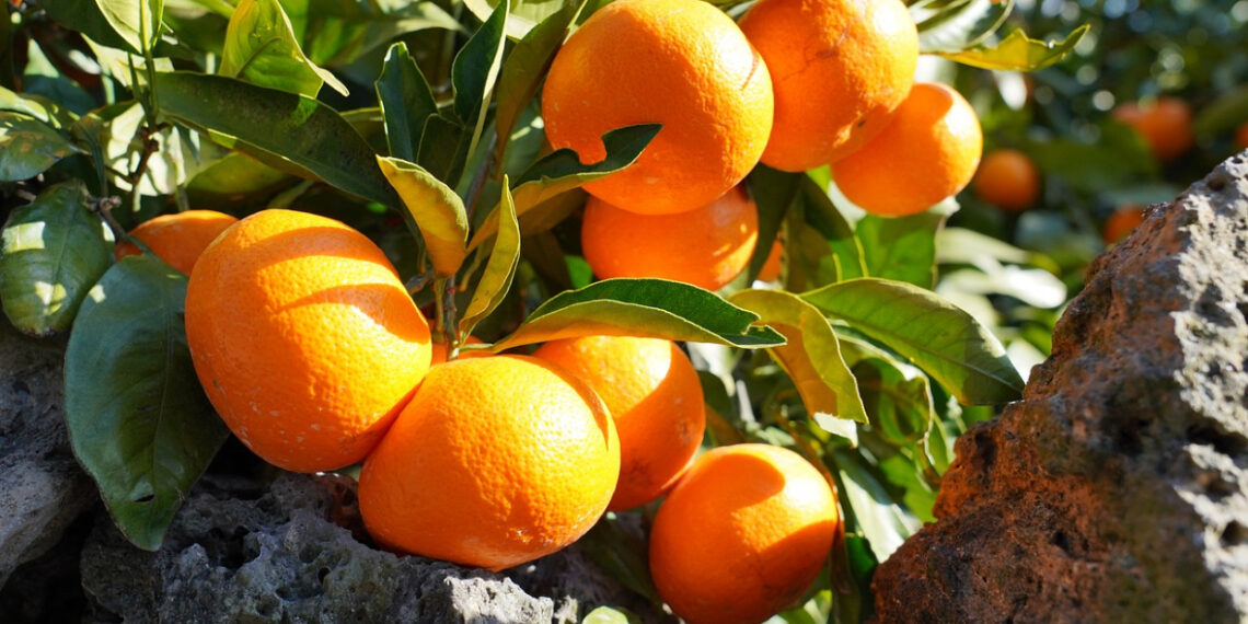 Uz pomoć ovog trika otkrijte kako izabrati najslađe mandarine