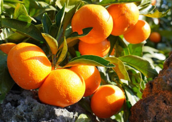 Uz pomoć ovog trika otkrijte kako izabrati najslađe mandarine