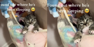 Mačić iznenadio vlasnicu odabirom mjesta za spavanje: Pogledajte snimak kada ga je pronašla