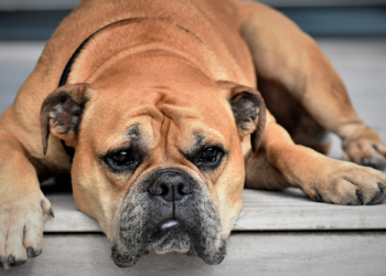 Položaj psa za spavanje otkriva mnogo o životinji