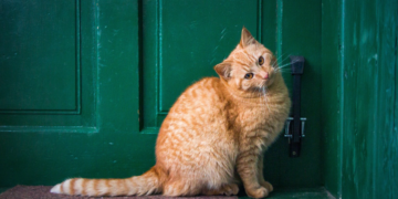 Jeste li se ikada zapitali zašto mačke gnječe ljude i stvari?