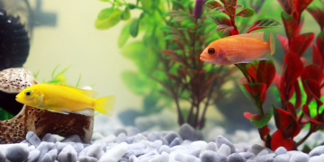 Želite nabaviti ribice? Evo koliko često trebate mijenjati vodu iz akvarija