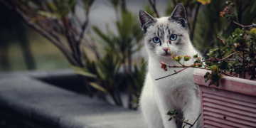 Nisu nezainteresovane i ne mrze cijeli svijet: Šta mačke zaista vole