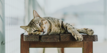 Nudi niz zdravstvenih prednosti: Znate li zašto je važna sterilizacija mačaka?