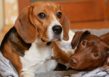Ova pasmina se savršeno prilagođava dinamici porodičnog života