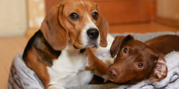 Ova pasmina se savršeno prilagođava dinamici porodičnog života