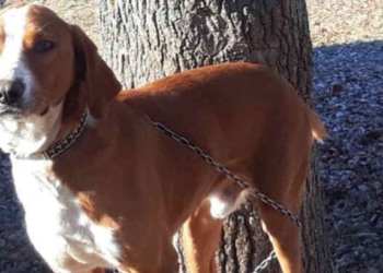 Pas Simba iz Bosne se nakon osam godina vratio prvom vlasniku