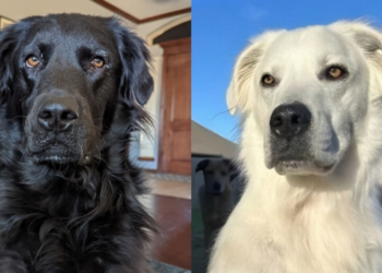 Kakva transformacija: Ovaj preslatki pas je u samo nekoliko mjeseci potpuno promijenio boju krzna