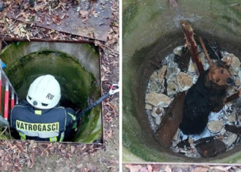 Zagrebački vatrogasci i ekipa iz Dumovca spasili psa koji je upao u bunar