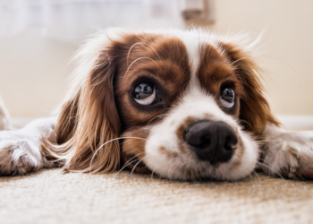 O čemu psi razmišljaju kada im vlasnici nisu kod kuće