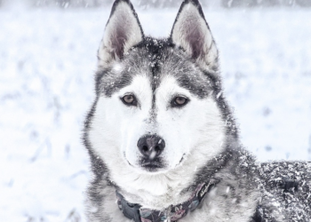 Ove pasmine pasa uživaju u snijegu i zimskim aktivnostima
