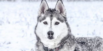 Ove pasmine pasa uživaju u snijegu i zimskim aktivnostima