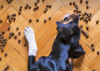 Nikada ne biste trebali davati ovu hranu svom psu