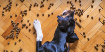 Nikada ne biste trebali davati ovu hranu svom psu