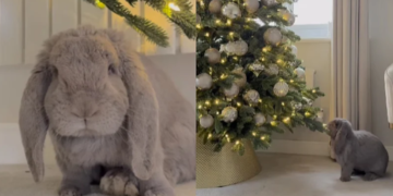 Zec nije mogao dočekati praznike: Pogledajte njegovu reakciju kada je vlasnica izvadila ukrase