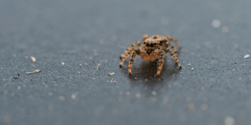 Na ovaj način ćete se zauvijek riješiti pauka u svom domu