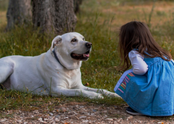 Koliko tjelesne aktivnosti je potrebno vašem psu: Ovisi o više faktora
