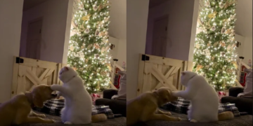 Mačak i novi pas se nisu sprijateljili: Snimak njihovog simpatičnog sukoba će vas nasmijati