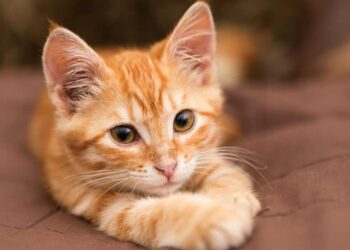 Kako nastaje narančasta mačka tek otkrili gen