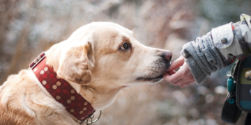 Italijanski muzeji nude uslugu čuvanja pasa kako bi privukli veći broj posjetitelja
