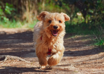 Zašto psi režanjem pokazuju svoja ponašanja: Često izražavaju nelagodu i strah