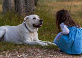 Koje su prednosti igre s psima: Važna je za svakodnevnu rutinu vlasnika i ljubimaca