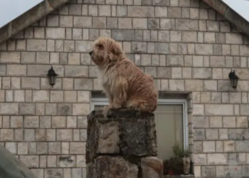Još jedan dokaz da je pas čovjekov najbolji prijatelj: Pas sjedi i čeka ubijene dječake iz Cetinja