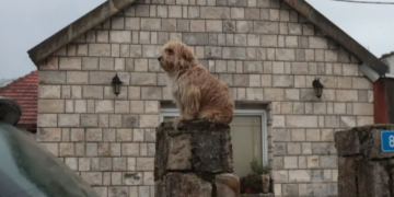 Još jedan dokaz da je pas čovjekov najbolji prijatelj: Pas sjedi i čeka ubijene dječake iz Cetinja