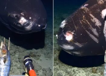 Toliko nepoznatog života a mi idemo po mjesecu.