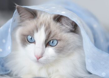 Neodoljive pasmine mački koje vole i ljubimci pasa