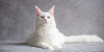 Na ove načine možete potaknuti vašu mačku na jelo