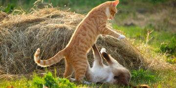 Zašto mačke vole udarati druge ljubimce i svoje vlasnike