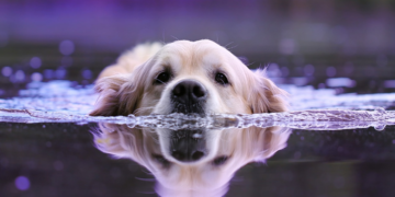 Dvije jednostavne greške koje bi mogle naštetiti zdravlju vašeg psa