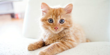 Koliko su mačke popularni kućni ljubimci? U jednoj zemlji Evrope 48 posto domaćinstava ima bar jednu