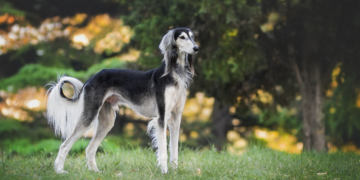 Vaš pas često maše repom? Ova uobičajena gesta ne znači nužno da je on sretan i zadovoljan