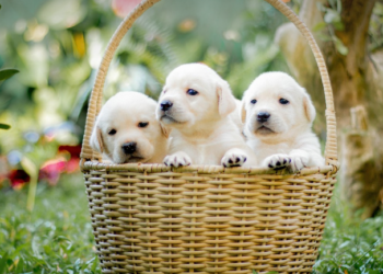 Tri najnestašnije rase pasa kojima je potreban iskusan vlasnik ili stručna dresura