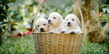 Tri najnestašnije rase pasa kojima je potreban iskusan vlasnik ili stručna dresura