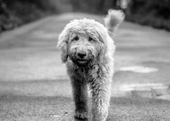 Pet popularnih rasa pasa za koje ćete vjerovatno potrošiti najviše novca kod veterinara