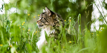 Znate li zašto neke mačke jedu sobne biljke?