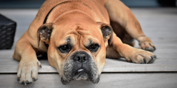 Savjeti za vlasnike: Na ove načine možete izgraditi povezanost sa vašim psima