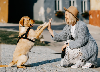 Veterinarka otkrila koje su četiri najposlušnije rase: Inteligentni psi koji vole učiti
