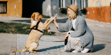 Veterinarka otkrila koje su četiri najposlušnije rase: Inteligentni psi koji vole učiti