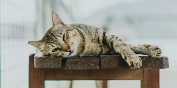 Šta učiniti ako mačka odbija hranu?