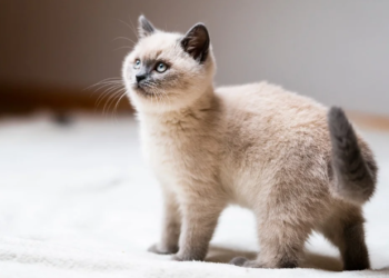 Pet najprivrženijih rasa mačaka koje možete birati za kućnog ljubimca
