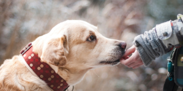 Omiljena poslastica vašeg ljubimca: Zašto psima nikada ne biste trebali davati kosti