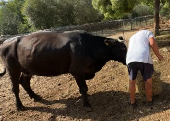 U Sutivanu na Braču za stolom jedemo: paun, magarac, mačke, kokoše i mi.