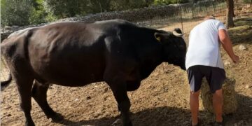 U Sutivanu na Braču za stolom jedemo: paun, magarac, mačke, kokoše i mi.