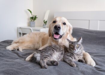 Zašto se ljudi toliko povežu sa psima i mačkama. Otkrivamo