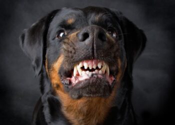 Mogu li psi osjetiti zločestog čovjeka?