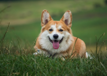 Treba li prilagoditi ishranu psa tokom hladnijih dana